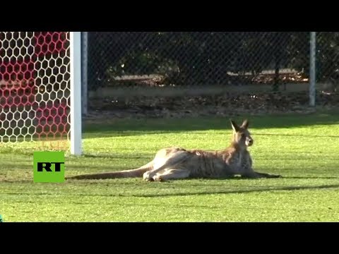 ¡Canguro en la cancha!: Un sorprendente jugador se incorpora a un partido de fútbol