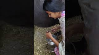 please subscribe 🙏 #dairyfarming #youtubeshorts #shorts #desi #cow #hardwork
