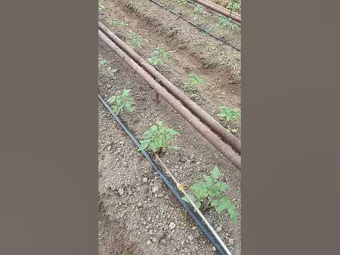 Энрайвел+витакс+фитоспорин+13-40-13 илдизга.5 секунд. - YouTube