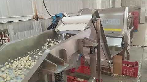Garlic color sorting machine on site