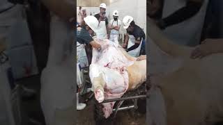 large Cattle slaughtering, Lady butcher