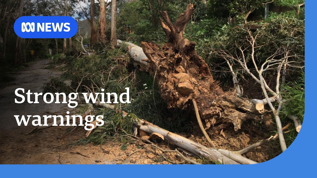 Winds of 100kmph forecast for Melbourne and southern NSW | ABC NEWS