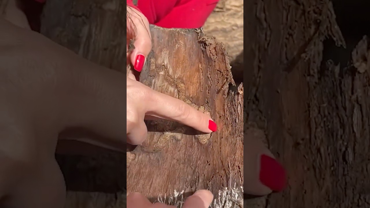 Распространённые болезни и вредители леса