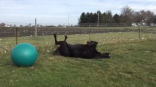 Kobe and his horse ball. This video has been viewed over 4 million times! Kobe and his horse ball. This video has been viewed over 4 million times!