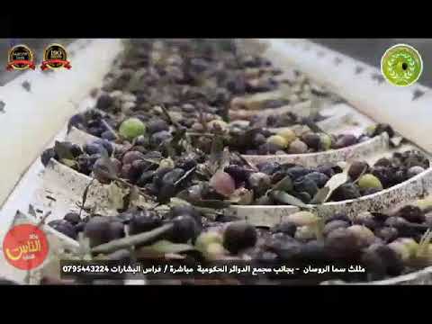 مزرعه معصرة زيتون ابو فراس البشارات