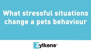 Zylkene® helps dogs keep calm