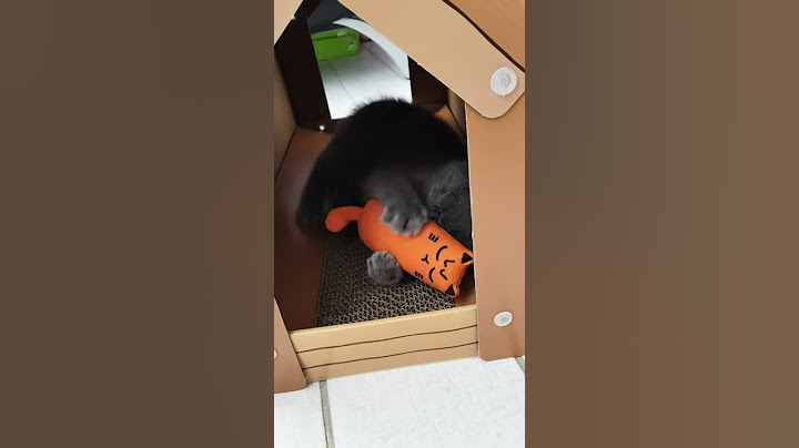 Video 779681: house british shorthair