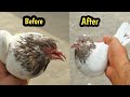 Pigeon infection treatment  hashim mahmood pigeons