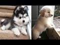 Cute puppies doing funny things 2020 21  cutest dogs