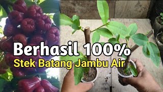 Teknik dan Cara Stek Batang Jambu Air Berhasil 100%