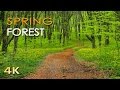 4K Spring Forest - Blackbird Song - Bird Singing/ Chirping - Ultra HD Relaxing Nature Video & Sounds