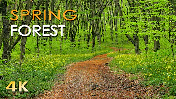 4K Spring Forest - Blackbird Song - Bird Singing/ Chirping - Ultra HD Relaxing Nature Video & Sounds