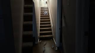 A boatload of Teensy Littles are bouncing down the stairs #teensy