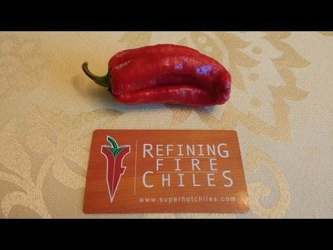 The "Dolmalik" a Pod Review for Refining Fire Chiles