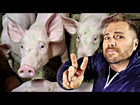 Rats noirs dans un élevage de cochons : mon intervention en vidéo