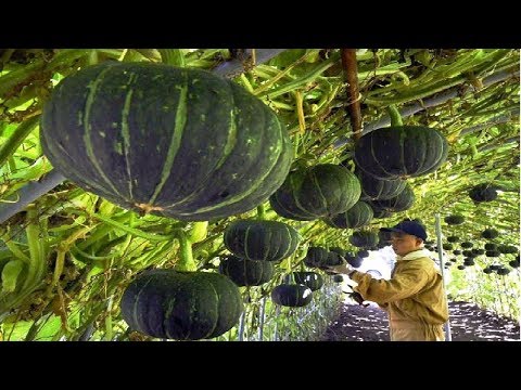 فيديو: زراعة القرع الياباني على شكل كمثرى