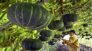 Asian Pumpkin Farming and Harvesting - Amazing Japan Agriculture Farm