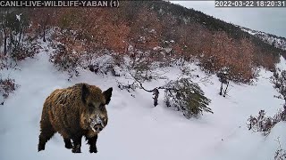 Yaban Domuzlari Yaban Hayati Canli Yayin Kameralarimizda