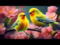 Soothing Piano Bird Sounds For Stress Relief No Ads Relaxing Bird Sounds Heal Stress Anxiety 