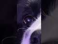 The eyes of a puppy are the smallest viewfinder in the world#Everything Is Lovely Plan#Exc