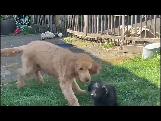 Spielen und Erziehen