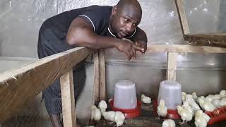 DIY:RAISE YOUR CHICKS WITHOUT USING ANTIBIOTICS/VITAMIN/VACCINE DAY3