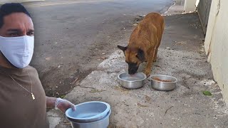 AJUDANDO CACHORROS DE RUA ❤