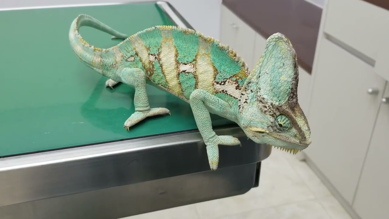 ◎エボシカメレオンってどんなカメレオン(知らないといけない生態と