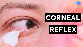 Corneal Reflex Assessment | CN V  | OSCE Clip | UKMLA | CPSA