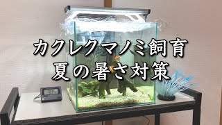 【水槽の暑さ対策】カクレクマノミ飼育/我が家の暑さ対策と最近の様子