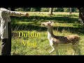 Dublin Vlog 🇮🇪l 跟我一起去鳳凰公園追鹿🦌吧！Phoenix Park 🍀