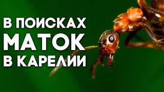 КАКИЕ МУРАВЬИ ЖИВУТ НА СЕВЕРЕ? В ПОИСКАХ МАТОК В КАРЕЛИИ! ВЫПУСК#1 "Лесные муравьи" \\ Димон и пумба