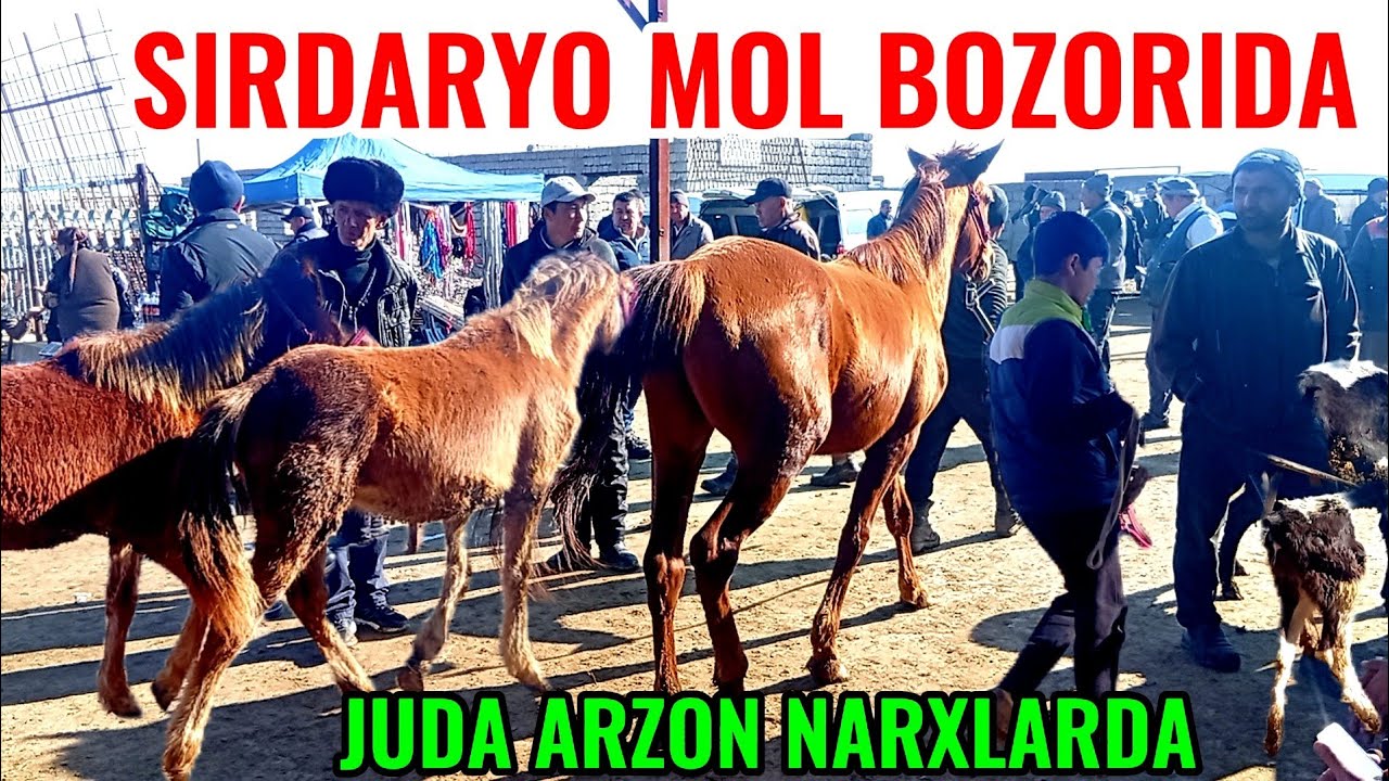 SIRDARYO MOL BOZORIDAGI BUGUNGI NARXLAR DAXSHAT 🐏🐑🐐🐃🐂🦬🐎🐄