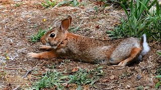 Baby Bun Endive Is So Much Like Her Mama Ruby With Her Stretches, Stillness, & Stares