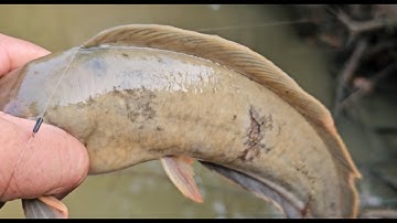 Tập 25: Câu cá rô đồng trúng được cá trê vàng to quá ngon