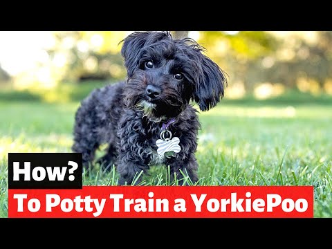 Video: Hvordan få hunden til å vokse raskt