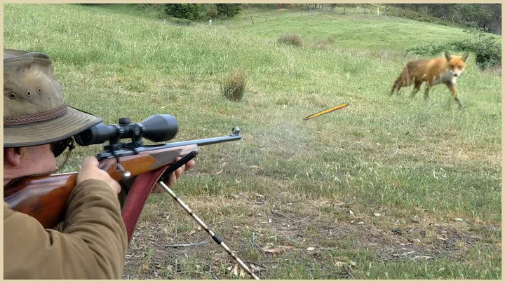 HOT: How Do American Hunters And Farmers Deal With Million Of Wild Boar, Red Fox And Monkeys By Guns