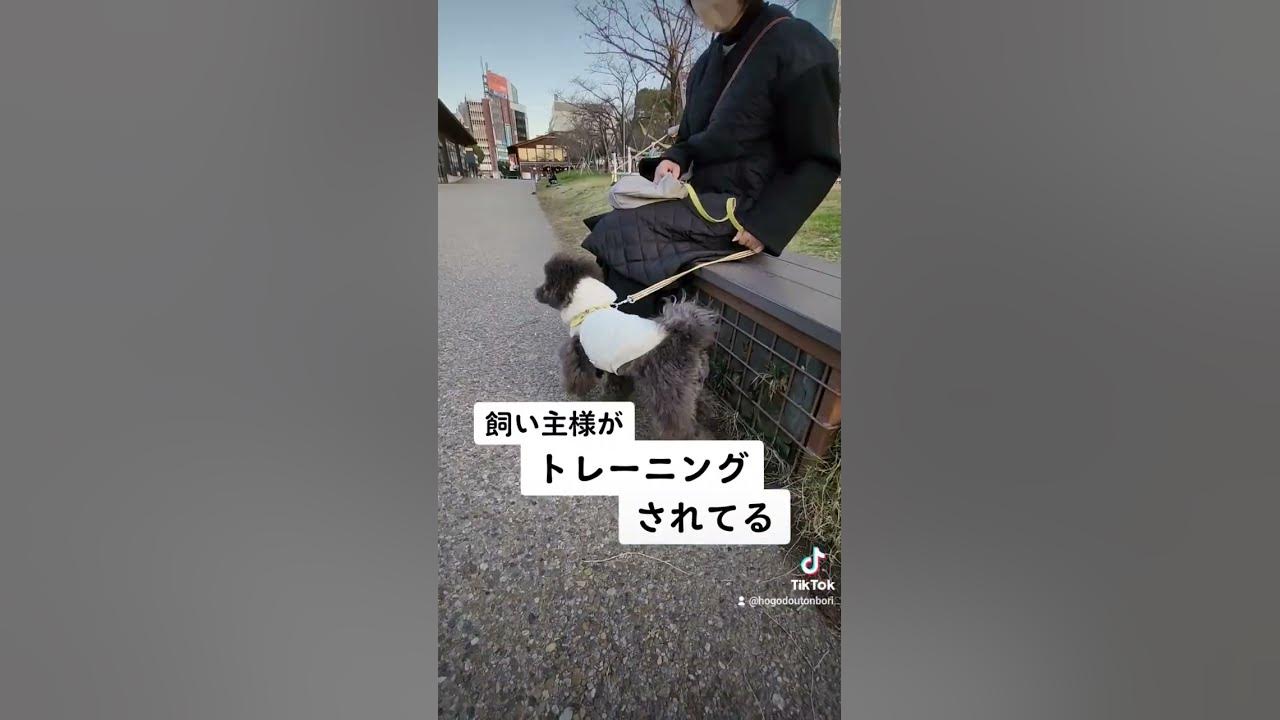 犬ネコの教育は義務です 犬ふれあいカフェ大阪 犬ネコふれあいカフェドッグリー 犬ネコトリミングサロン Youtube