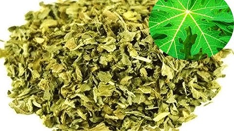 CÁCH PHƠI LÁ ĐU ĐỦ NHIỀU CÔNG DỤNG CHỮA BỆNH TUYỆT VỜI.