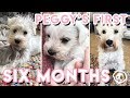 Our Puppy's First 6 Months 🐶 (White Minature Schnauzer) | Becky Excell