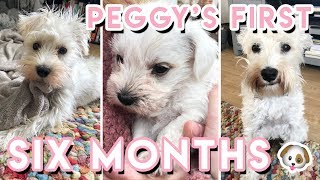 Our Puppy's First 6 Months  (White Minature Schnauzer) | Becky Excell