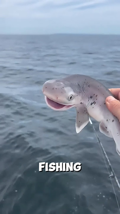 This man caught a smiling shark ❤️ #shorts