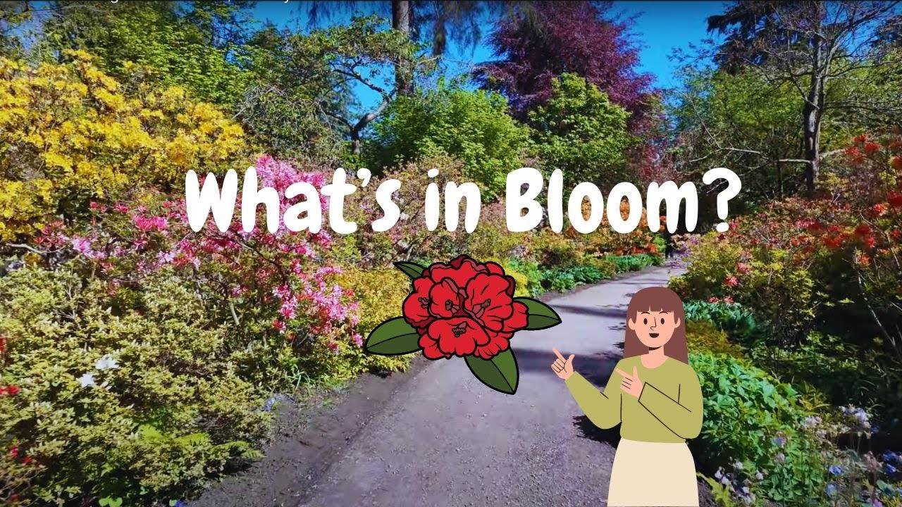 Stanley Park Bursting With Blooms!