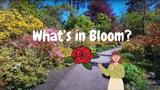 What's Blooming in Vancouver | Stanley Park