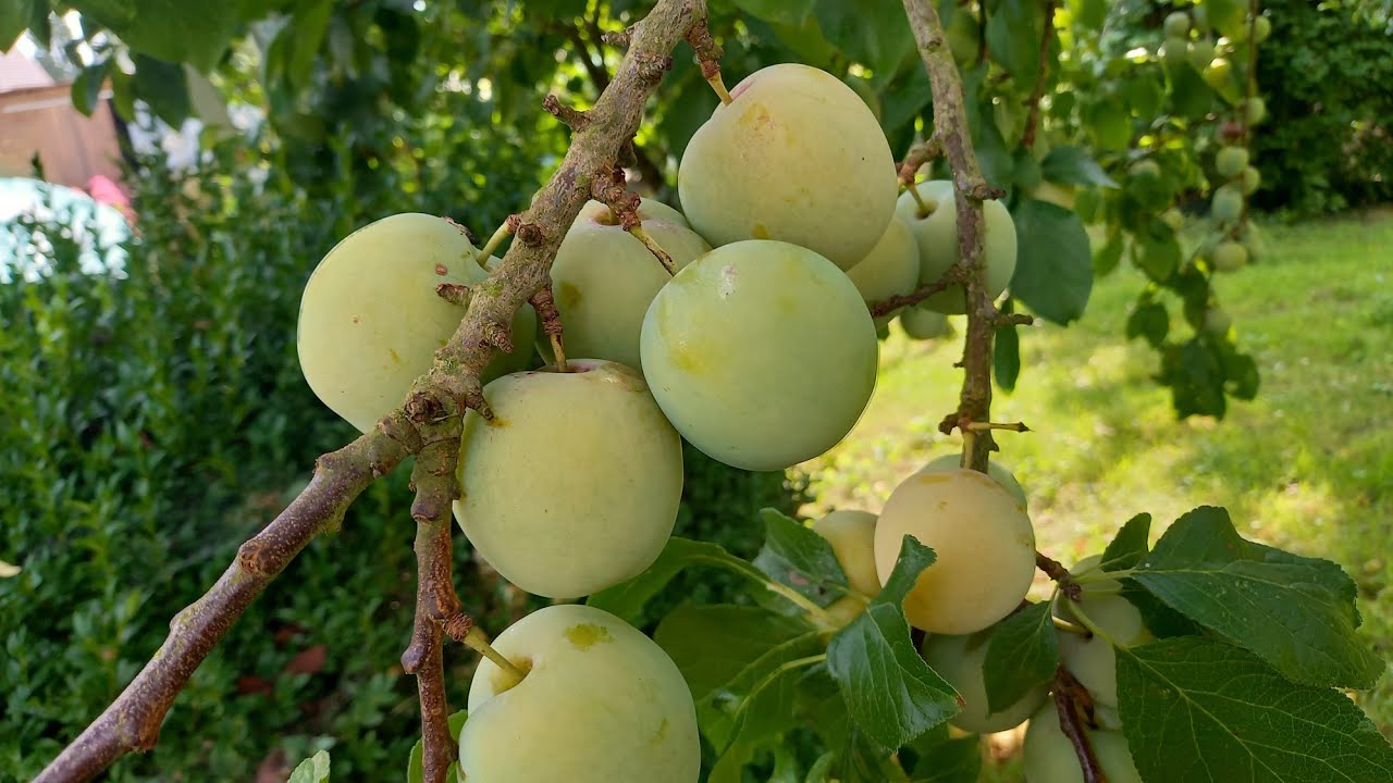 Confiture de prunes Reine Claude facile et rapide