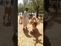 عصمت الفاضل في مدينه ام روابه جمال السودان 