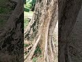 Big tree with Beautiful skin texture #tree#trees#nature #naturephotography #shortvideo #shorts