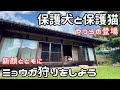 #9【独身女と保護犬】保護犬と平屋で過ごす１日｜新顔の登場【猫と猫と猫】