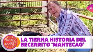 La entrañable historia del becerrito 'Mantecao'