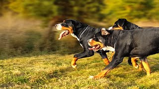 BALLADE EN FAMILLE - Chiens et chiots Grand Bouvier Suisse - Elevage Joyeuses Gambades by Joyeuses Gambades 7,936 views 4 years ago 2 minutes, 38 seconds